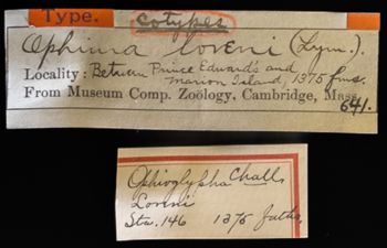Media type: image;   Invertebrate Zoology OPH-641 Description: Labels for this specimen included in the specimen tray.;  Aspect: labels
